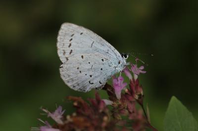 Azuré des Nerpruns 
