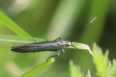 <i>Coleophora</i>