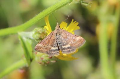 <i>Pyrausta despicata</i>