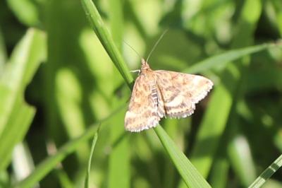 <i>Pyrausta despicata</i>
