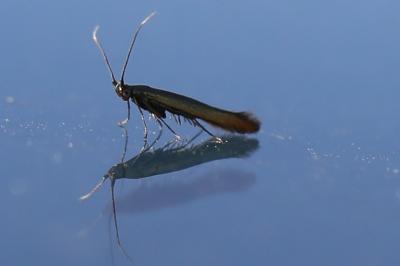 <i>Coleophora</i>
