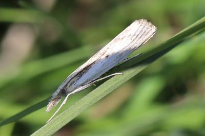 <i>Agriphila inquinatella</i>