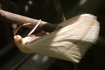 Rhodometra sacraria