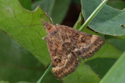 <i>Pyrausta despicata</i>