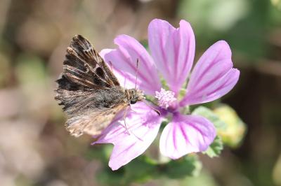 <i>Carcharodus alceae alceae</i>