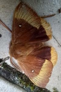 Bombyx du Chêne 