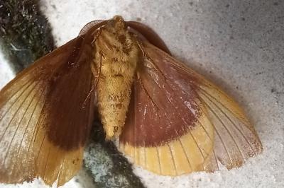 Bombyx du Chêne 