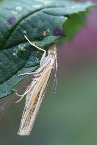 <i>Agriphila tristella</i>