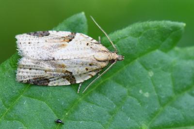 <i>Clepsis spectrana</i>