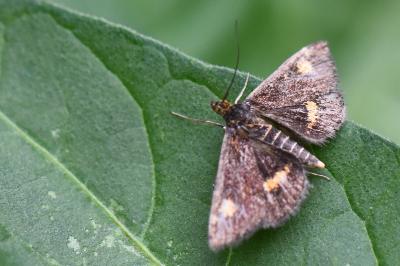<i>Pyrausta aurata</i>