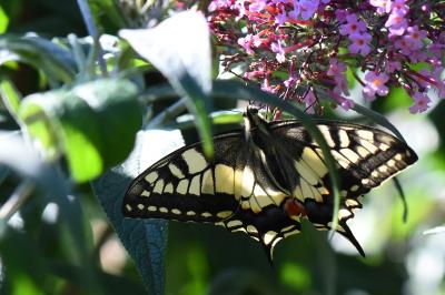 Machaon 