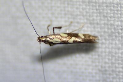 <i>Calybites phasianipennella</i>