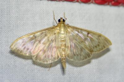 <i>Patania ruralis</i>