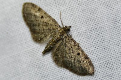 Eupithécie de la Verge d'Or 