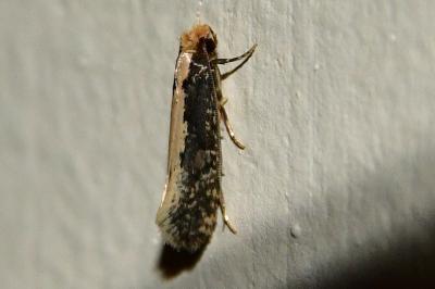 <i>Monopis crocicapitella</i>