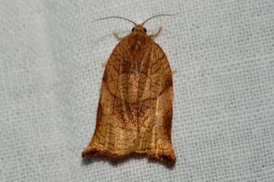<i>Archips podana</i>