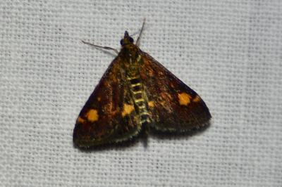 <i>Pyrausta aurata</i>