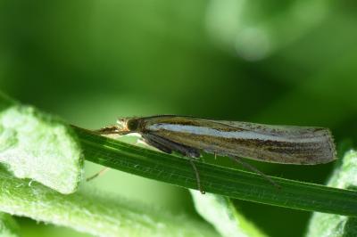 <i>Agriphila tristella</i>