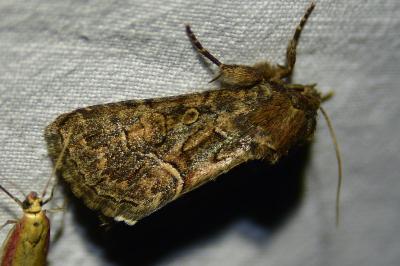Noctuelle cythérée 