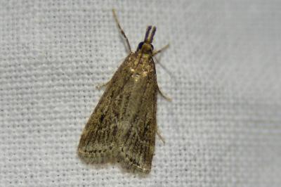 <i>Eudonia pallida</i>
