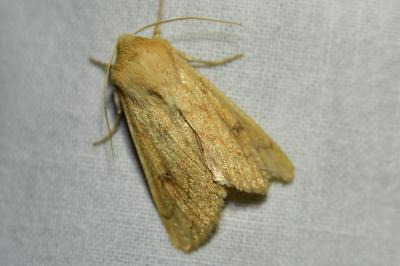 Leucanie vitelline 