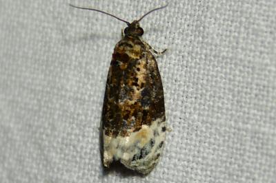 <i>Apotomis betuletana</i>