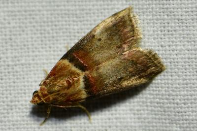 <i>Acrobasis tumidana</i>