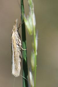 <i>Agriphila tristella</i>