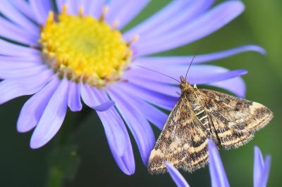 <i>Pyrausta despicata</i>