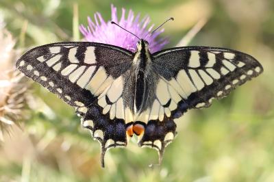 Machaon 