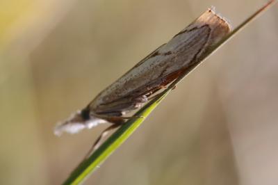 <i>Agriphila geniculea</i>