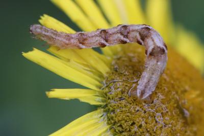 Eupithécie de la Verge d'Or 
