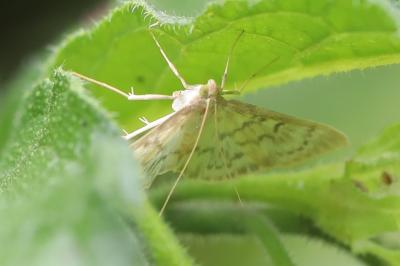<i>Patania ruralis</i>