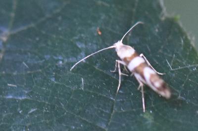 <i>Argyresthia goedartella</i>