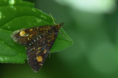 <i>Pyrausta aurata</i>