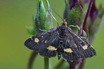 <i>Pyrausta aurata</i>