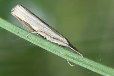 <i>Agriphila geniculea</i>