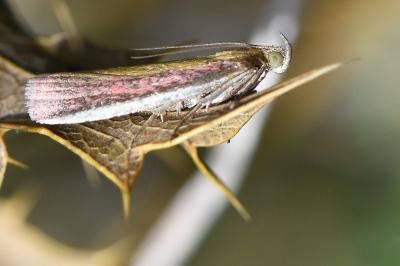 <i>Oncocera semirubella</i>