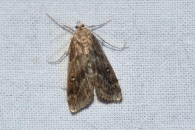<i>Parapoynx stratiotata</i>