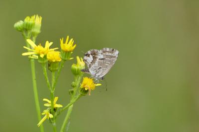 Brun du pélargonium 