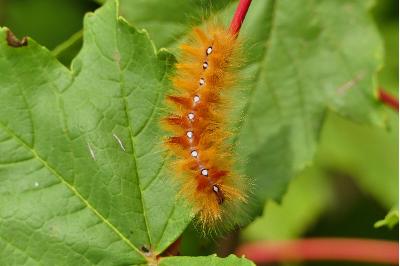 Acronicta aceris