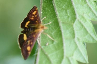 <i>Pyrausta aurata</i>