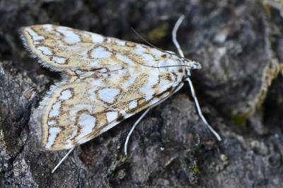 <i>Elophila nymphaeata</i>