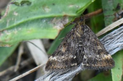 <i>Pyrausta despicata</i>