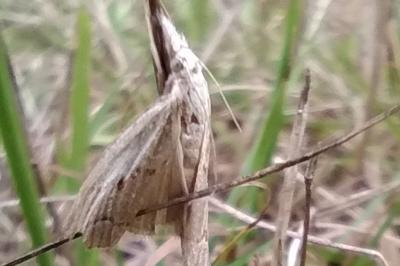 <i>Agriphila geniculea</i>