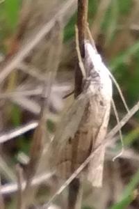 <i>Agriphila geniculea</i>