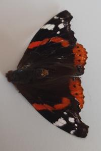 Vulcain 