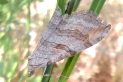 <i>Aplocera</i>