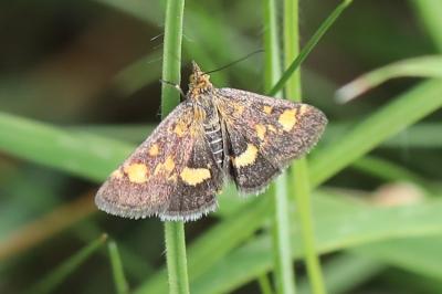 <i>Pyrausta aurata</i>