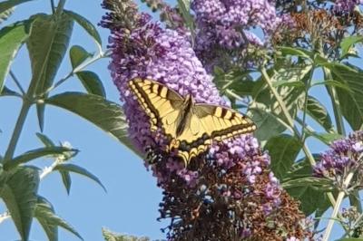 Machaon 